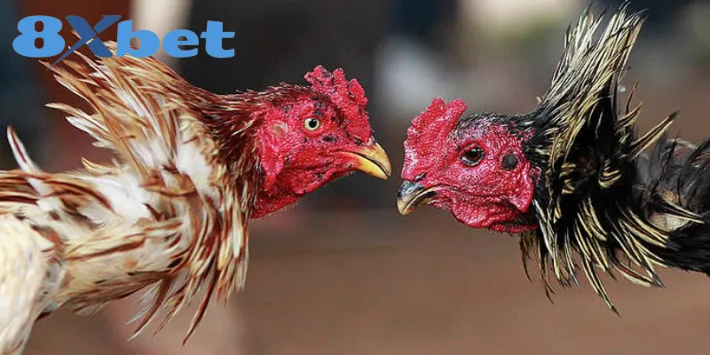 Phân Biệt Chi Tiết Giữa Đá Gà Thomo Và Đá Gà Cựa Sắt Các yếu tố cần chú ý khi phân biệt 2 hình thức chọi gà