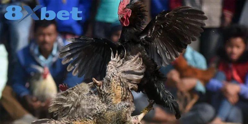 Phân Biệt Chi Tiết Giữa Đá Gà Thomo Và Đá Gà Cựa Sắt Đá gà Thomo là hình thức nổi tiếng ở Campuchia