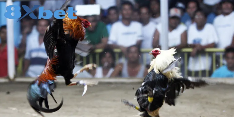 Phân Tích Toàn Cảnh Đá Gà Online 2025 Có Hợp Pháp Không Kinh nghiệm để tham gia chơi đá gà online luôn an toàn