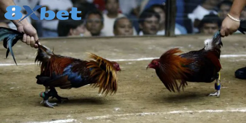 Phân Tích Toàn Cảnh Đá Gà Online 2025 Có Hợp Pháp Không Lợi ích và rủi ro khi hội viên tham gia đá gà online